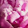 Flowering Pink Peony Bloom