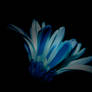 Flowering Blue Daisy