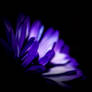 Purple Daisy Bloom