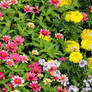 Summer Floral Gardenscape IV