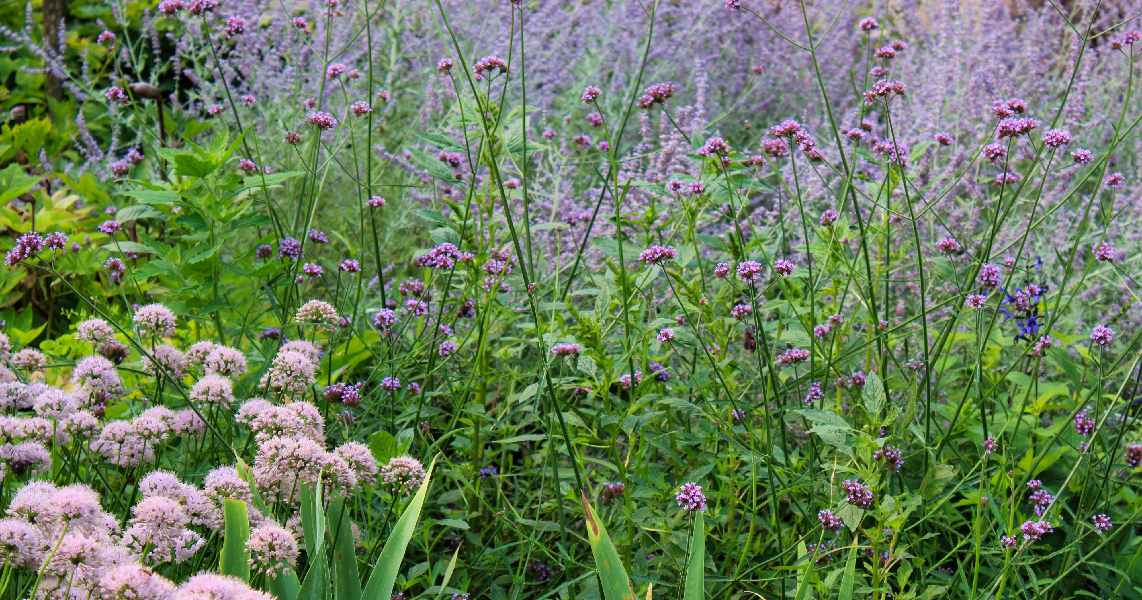 Floralscape With Light Purple Flowers