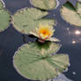 Pastel Yellow Water Lily