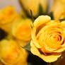 Blooming Yellow Rose