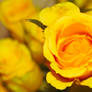 Blossoming Yellow Rose