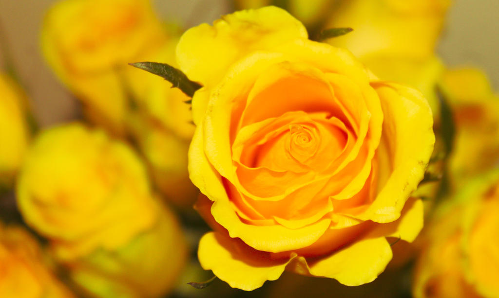 Blossoming Yellow Rose