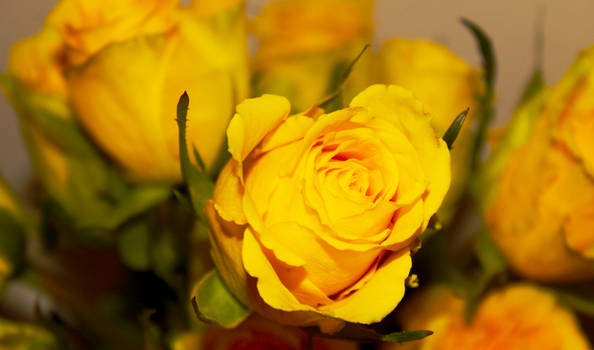 Thriving Yellow Rose
