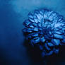Blooming Blue Dahlia