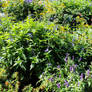 September Gardenscape V