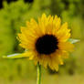 Bright Yellow Blossoming Sunflower