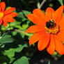 Colorful Orange Flower with Bee
