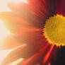 Red Mum With Yellow Center