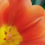 Colorful Orange and Yellow Tulip