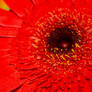 Flourishing Bright Red Gerbera Bloom