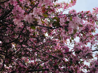 Flourishing Pink Natural Spring Tree II by emilymh2018