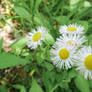 Blossoming Fleabane