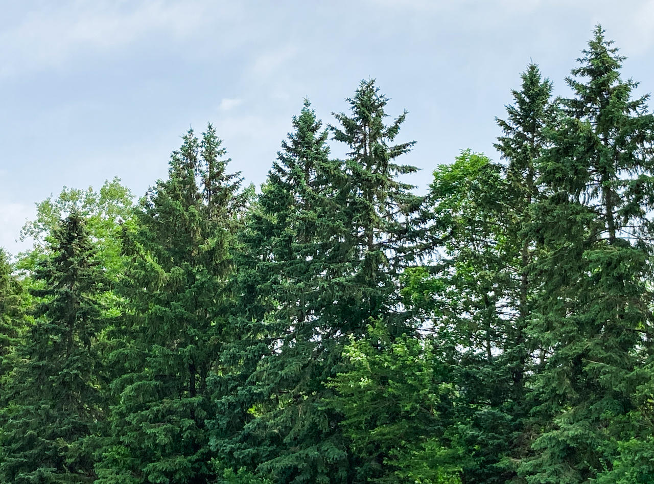 June Rows Tree Green June Trees by emilymh2018 on DeviantArt