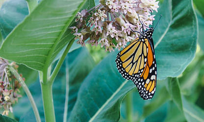 Orange Butterfly on Pink Flowering Plant by emilymh2018