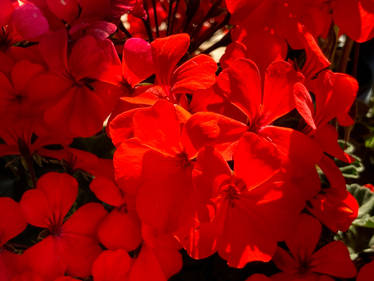 Red Geranium