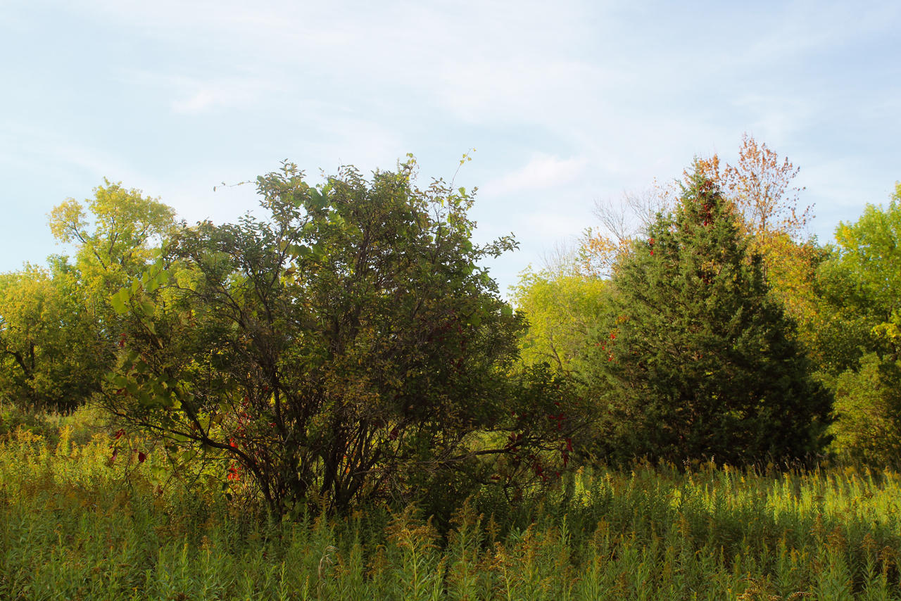 September Trees by emilymh2018 on DeviantArt