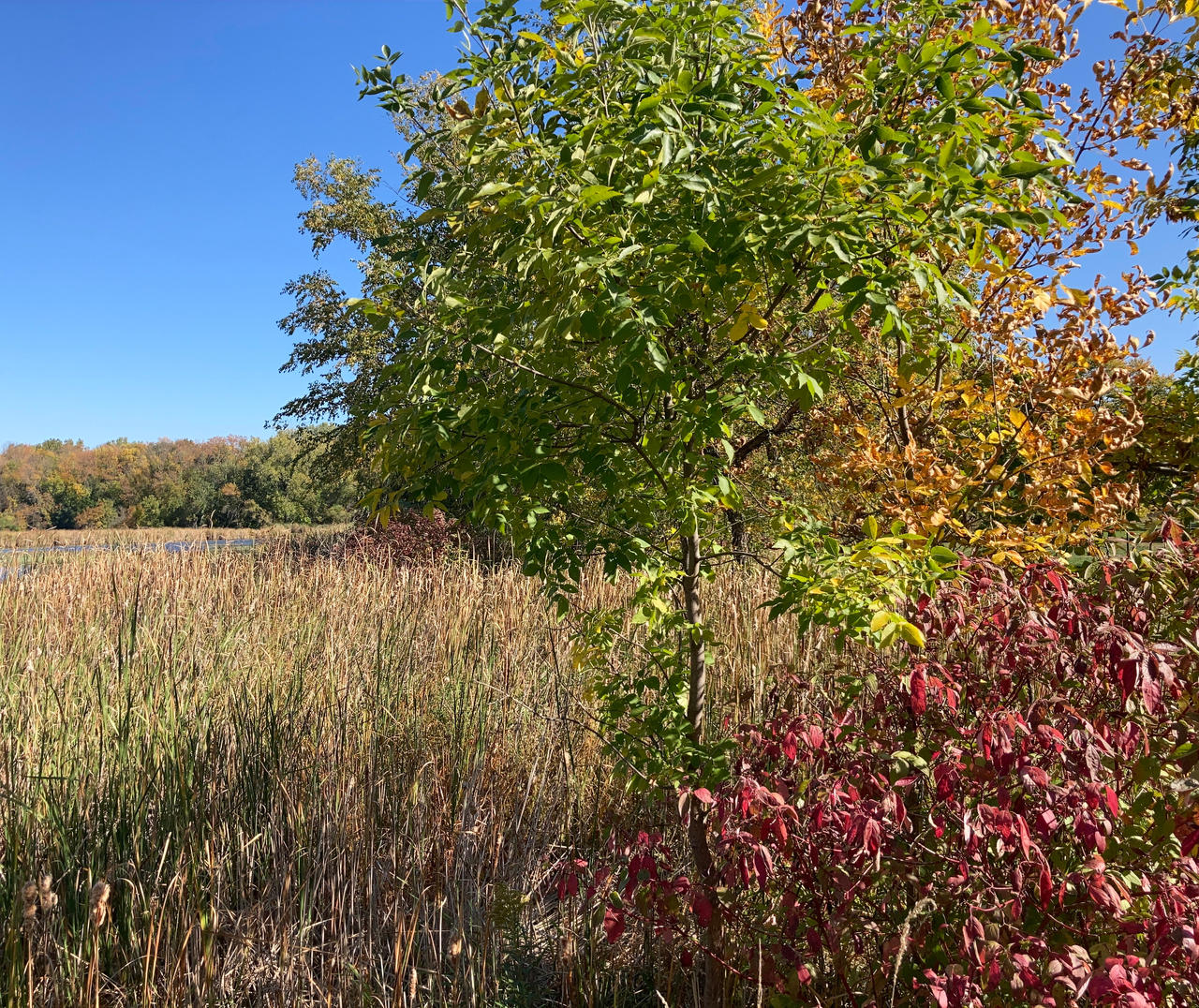 Region Fall Fall Foliage at French Regional Park III by emilymh2018 on DeviantArt