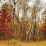 Northern Minnesota Fall Scape