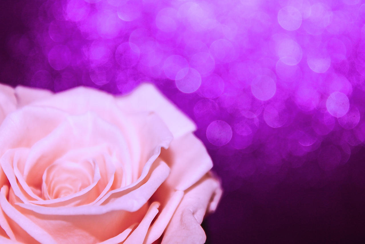 Purple Pink Roses Background Pink Rose With Purple Background by emilymh2018 on DeviantArt