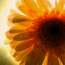 Backlit Gerbera