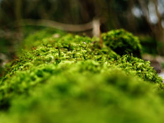 Moss ..