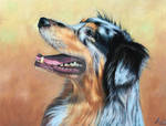 Australian Shepherd Dog by ArtsandDogs