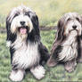 Bearded Collies