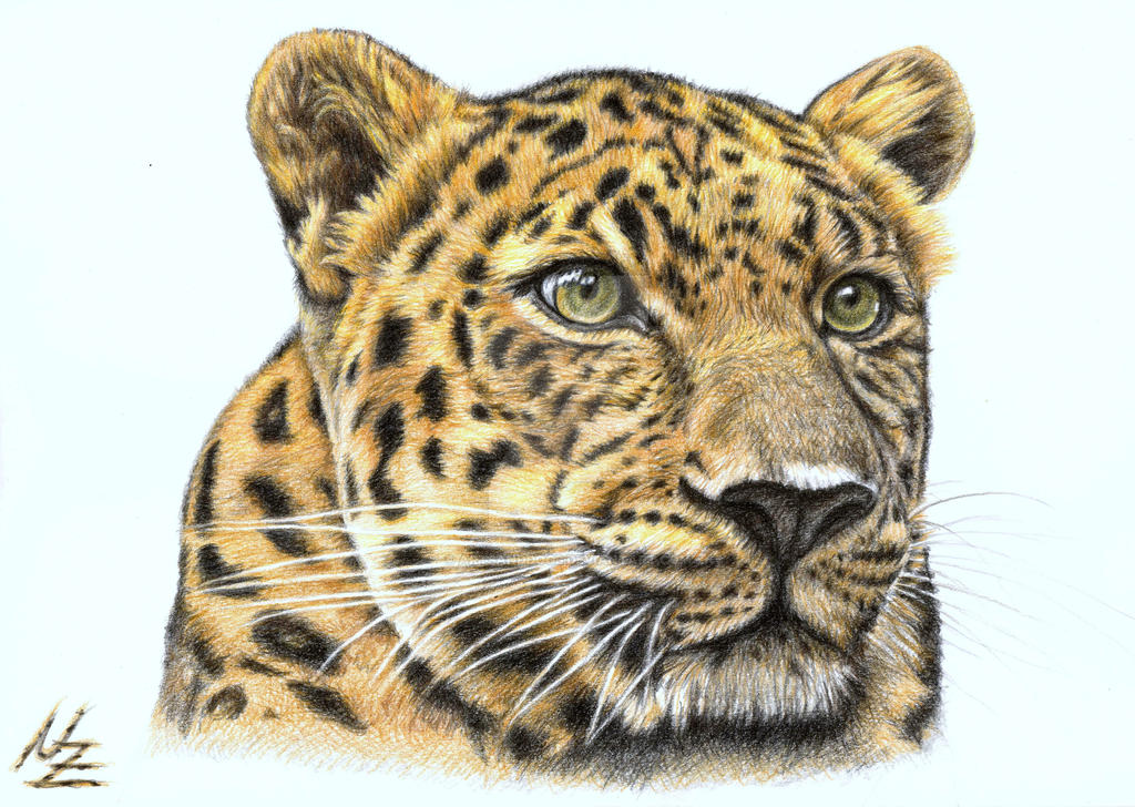 Leopard by ArtsandDogs on DeviantArt