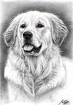 Golden Retriever Spence by ArtsandDogs