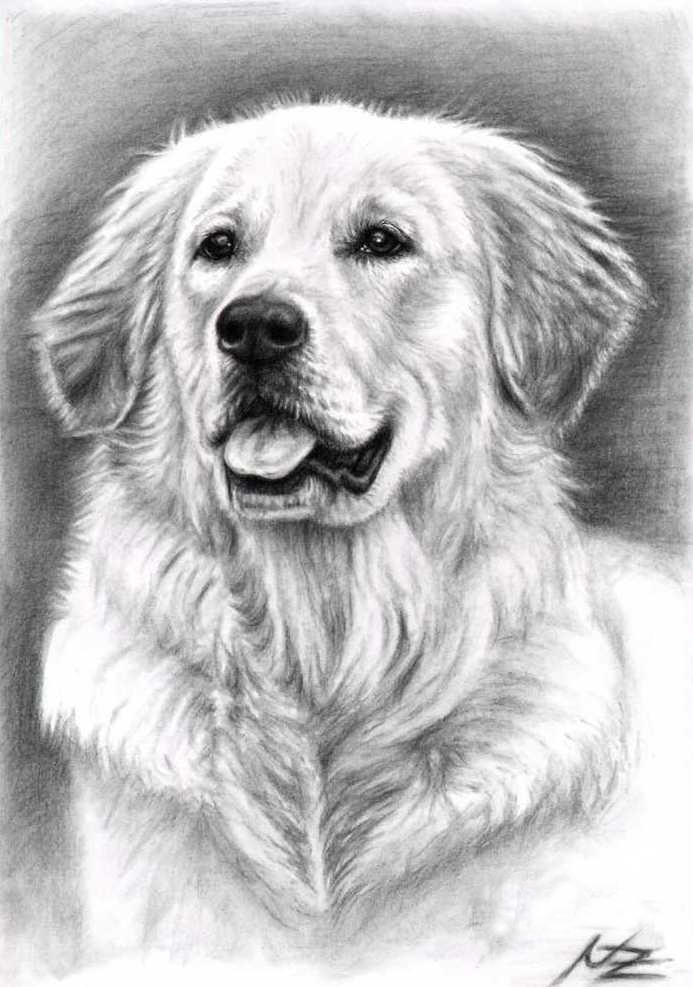 Golden Retriever Spence