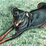 Dobermann