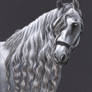 Andalusier - Andalusian Horse