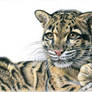 Clouded Leopard - Nebelparder