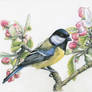 Great Tit in Spring