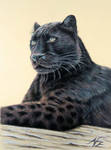 Panther Jaguar