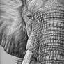 African Elephant - Afrikanischer Elefant