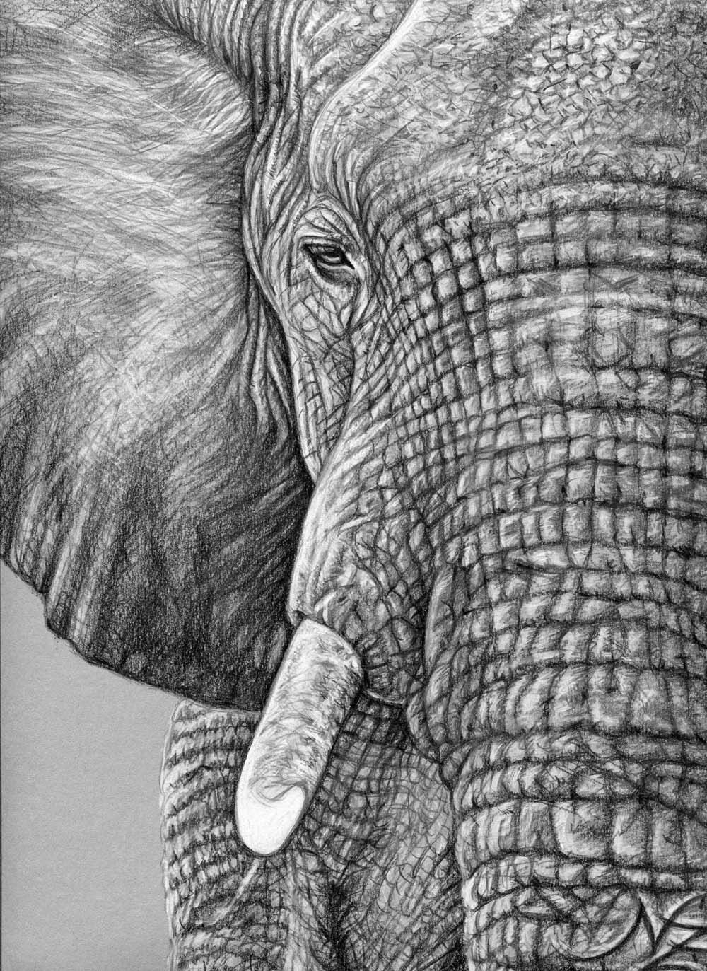 African Elephant - Afrikanischer Elefant