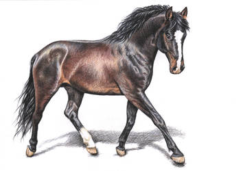 Hannoveranian Horse