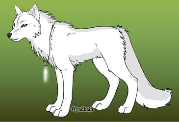 Adoptable Wolf - Ardeshir