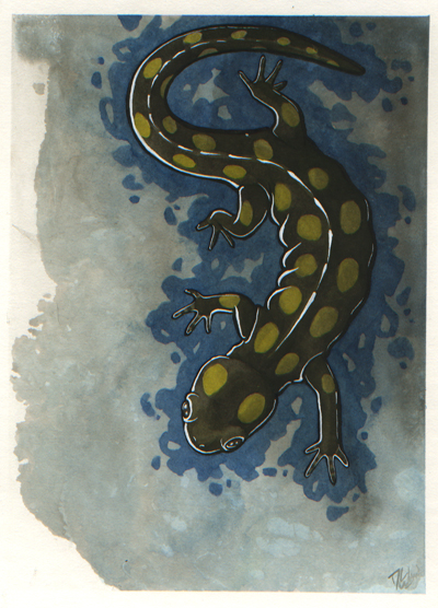 Salamander on Blue