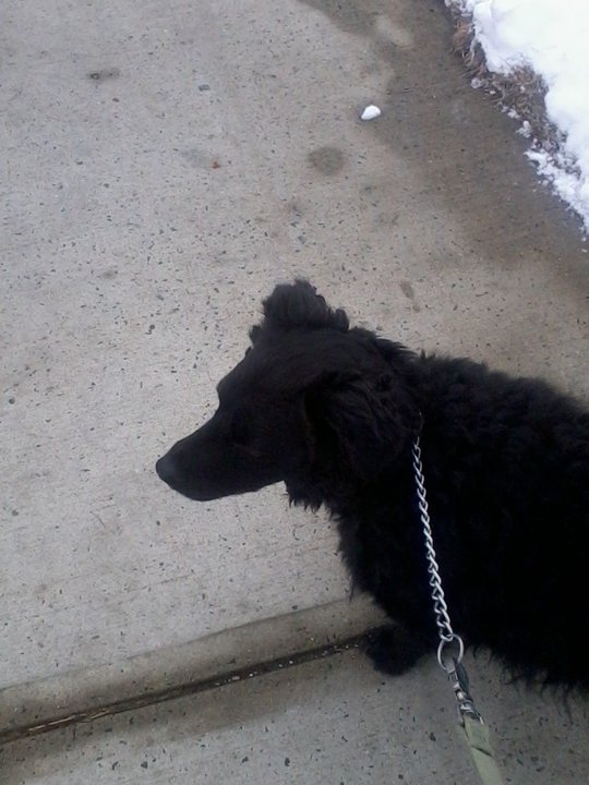 Blackie Out On His Walk4