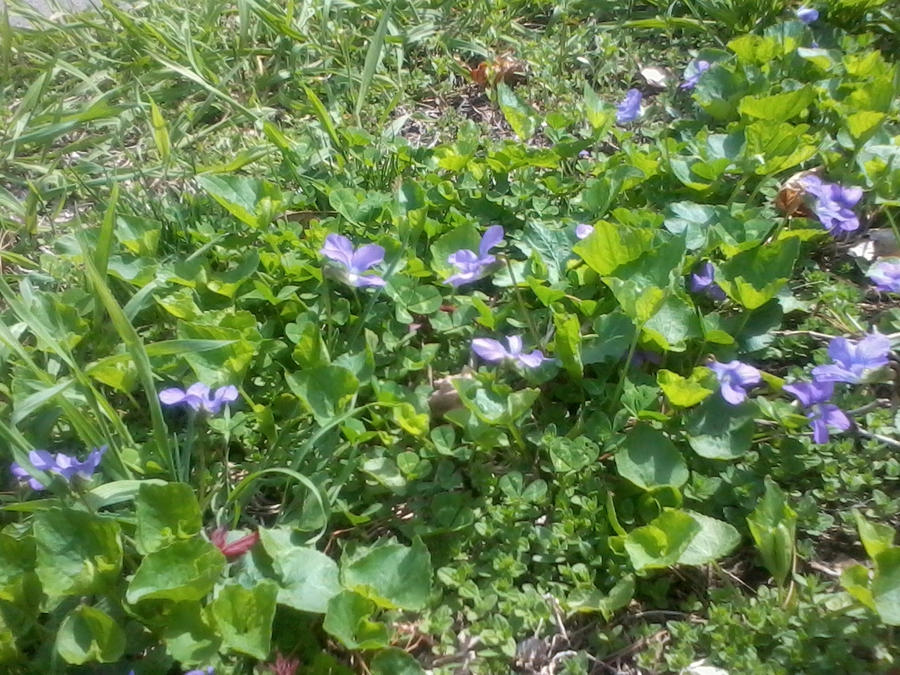 Pretty Purple Flowers