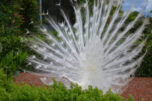 White Peacock