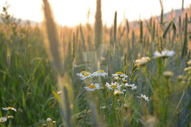 Flowers in the evening