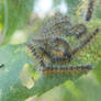 Caterpillar Silk Nests 3 - The Caterpillars