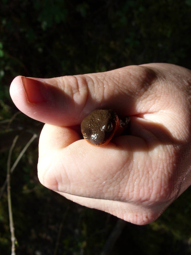 Red-bellied Newt