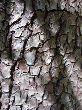 Bark Texture